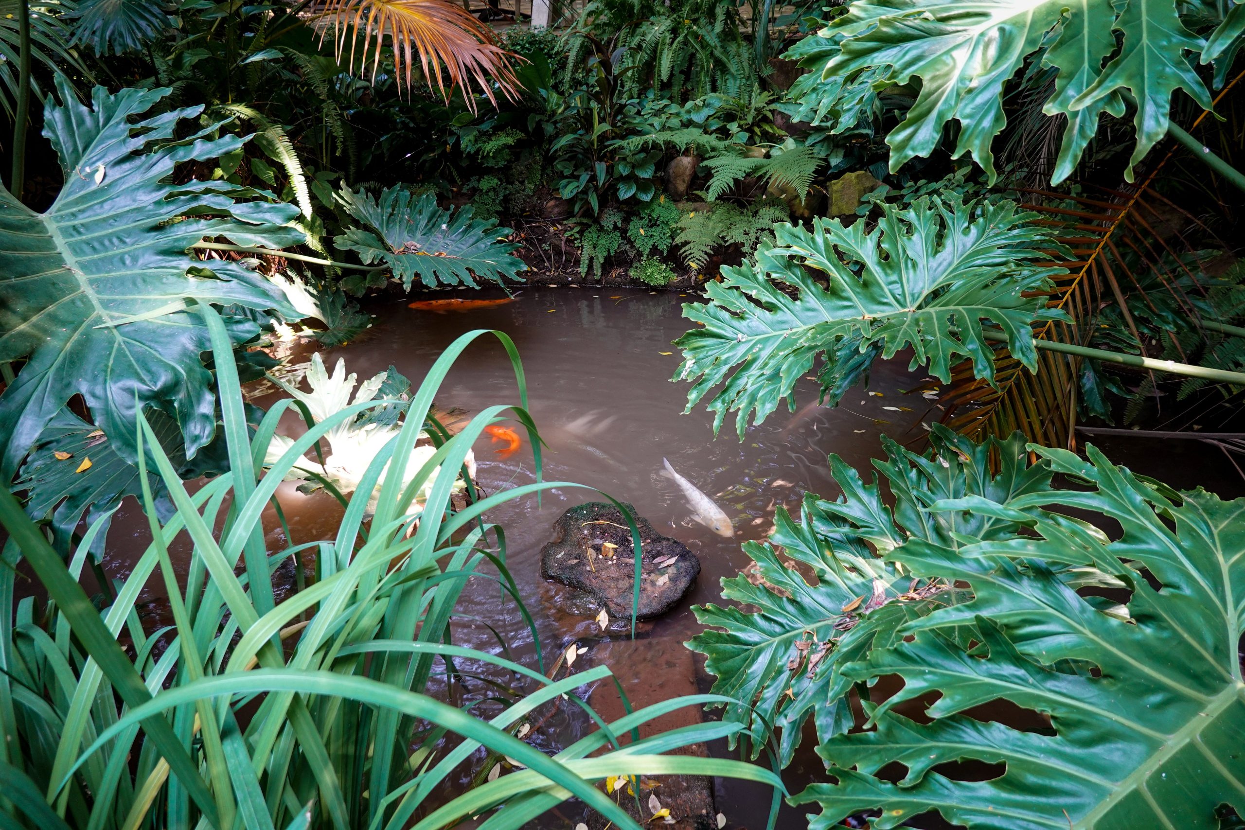 Bassin tropical tranquille avec poissons sous l'eau