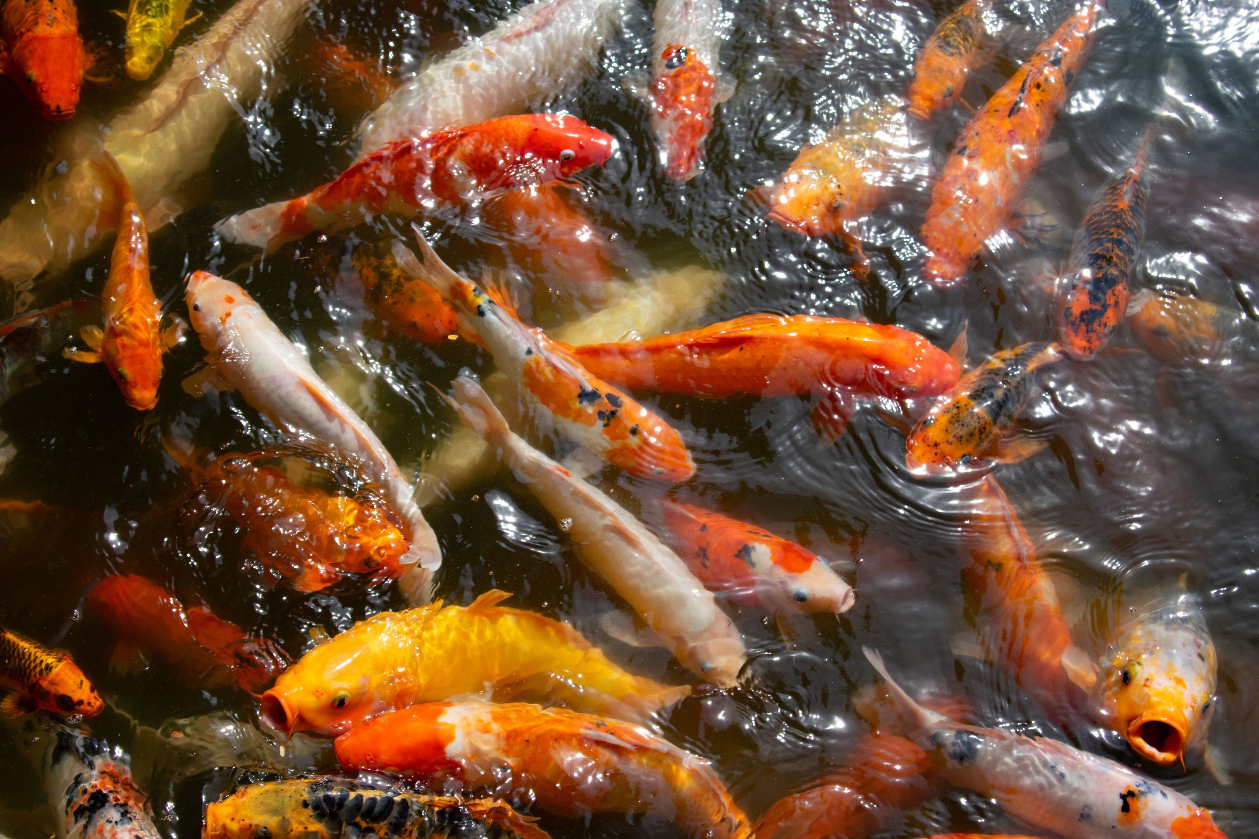 Koï multicolores nagent ensemble dans bassin