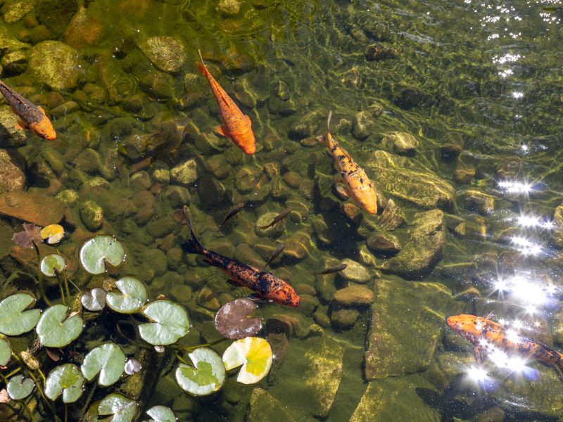 Quelle profondeur pour ton bassin à poissons ?
