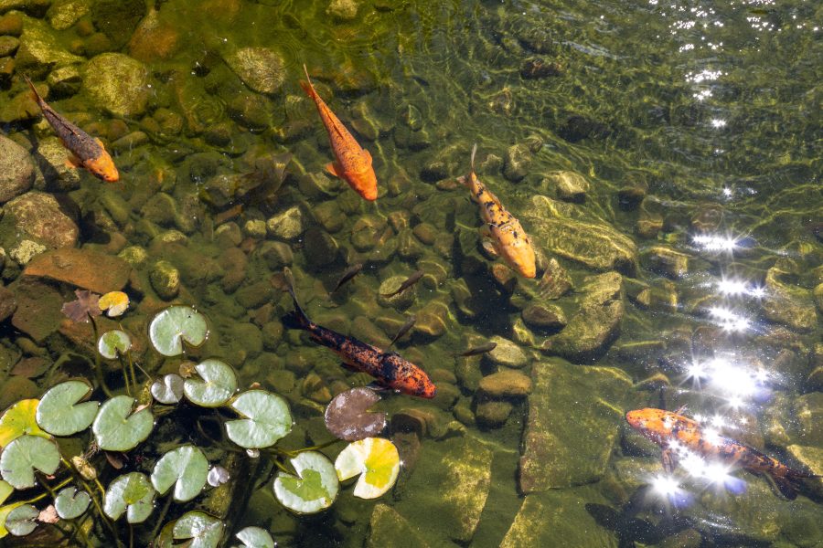 Quelle profondeur pour ton bassin à poissons ?