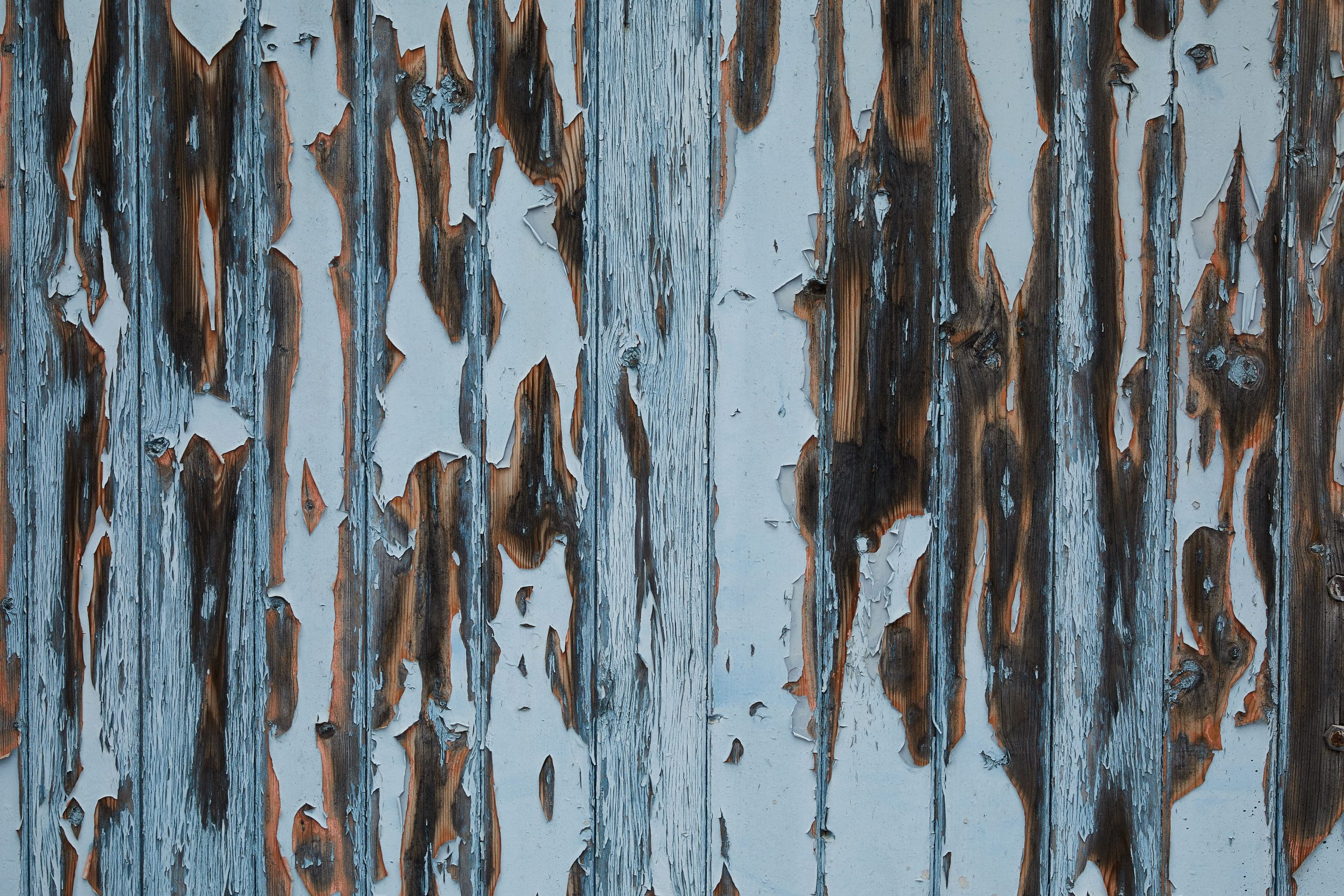 Mur en bois ancien avec peinture blanche écaillée