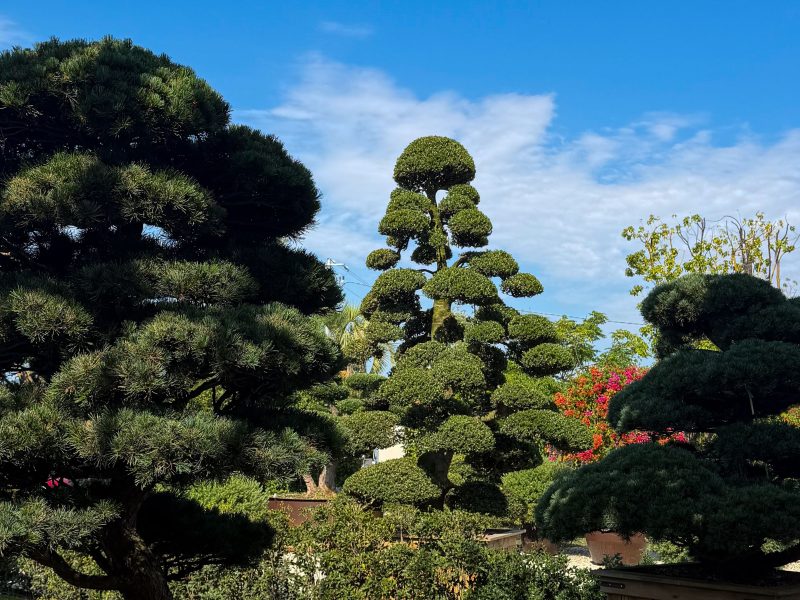 Comment tailler ton olivier en nuage sans abîmer l’arbre ?