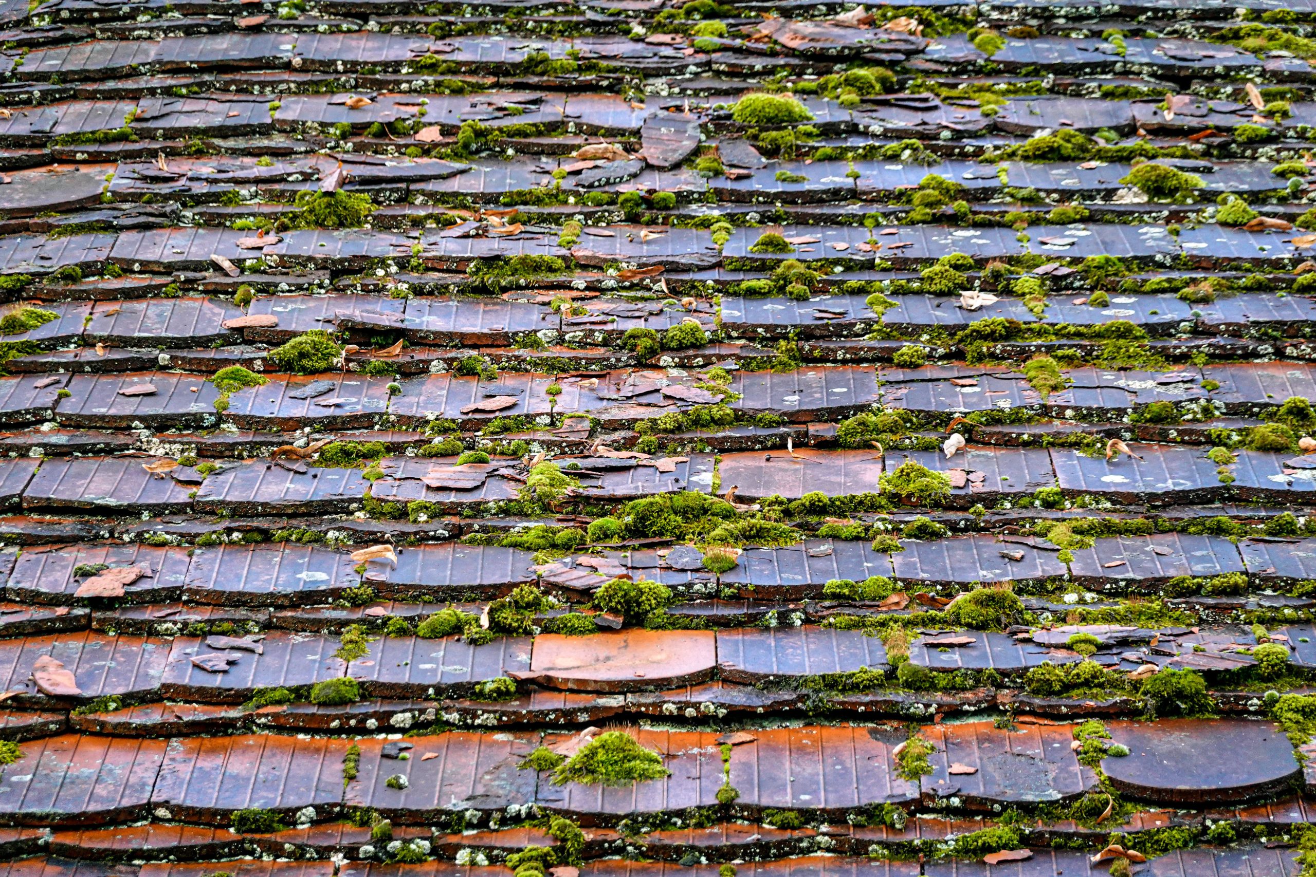 Toit usé avec croissance de mousse naturelle