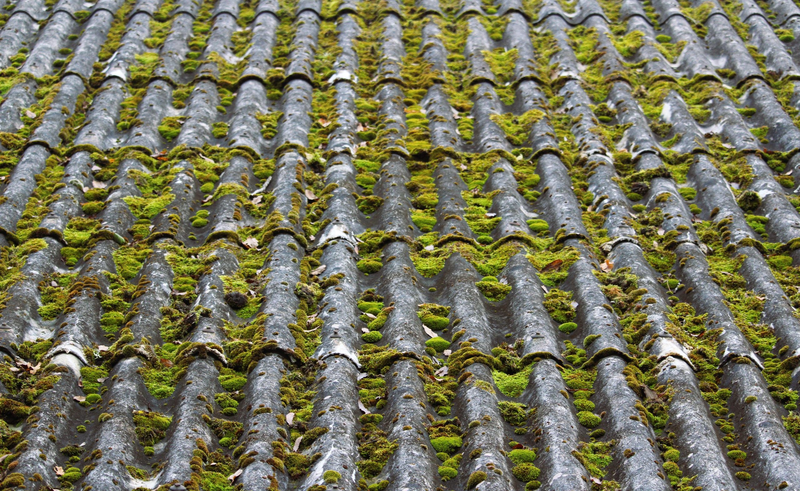 Ancien toit d'ardoise luxuriant de mousse verte